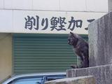 猫に鰹節