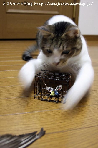 突然の急襲!