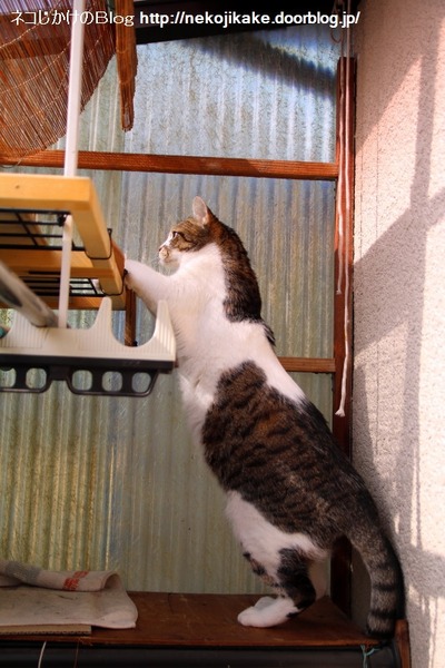 2015022504シマの一日4。