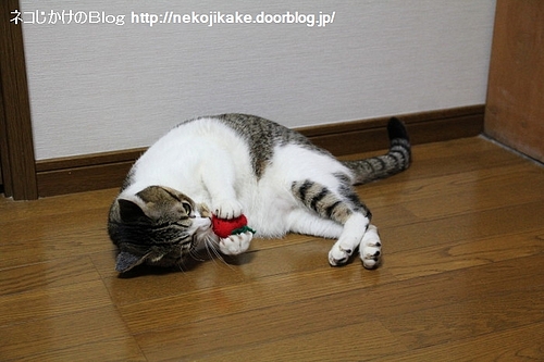 今日はイチゴの日。