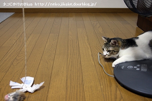 獲物を狙う。