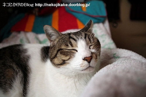 今日は休日。