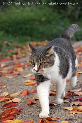 紅葉を踏みしめて。