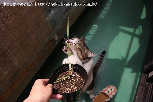 必死のパッチ。