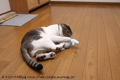 またたびキッカー登場。