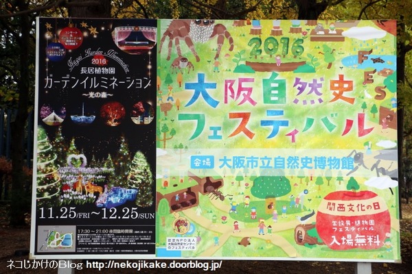 2016112013大阪自然史フェスティバル2016に行ってきました。1