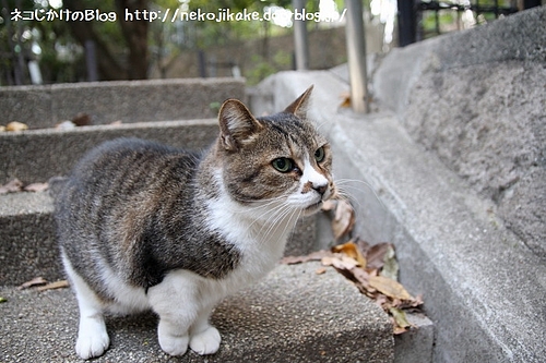 跳ぶぞ、跳ぶぞ。