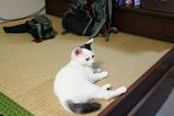 どこにでものぼりたい。クロ