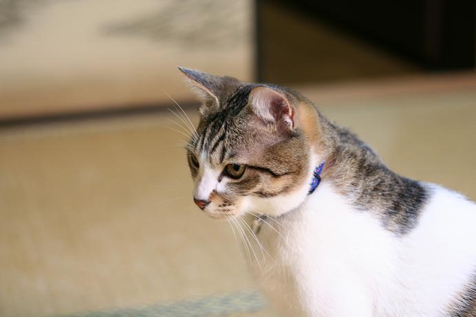 今日は遊ぶよ!シマ2