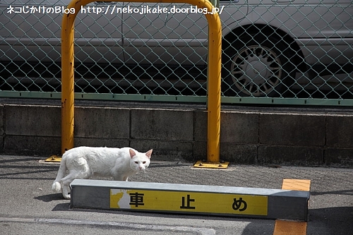 しろいねこ。
