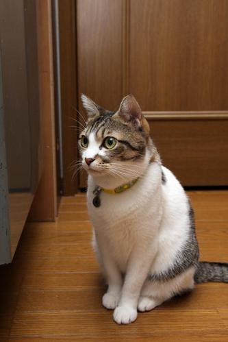 犬と猫と人間と。その3 シマ