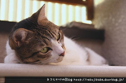 君子危うきに近寄らず。