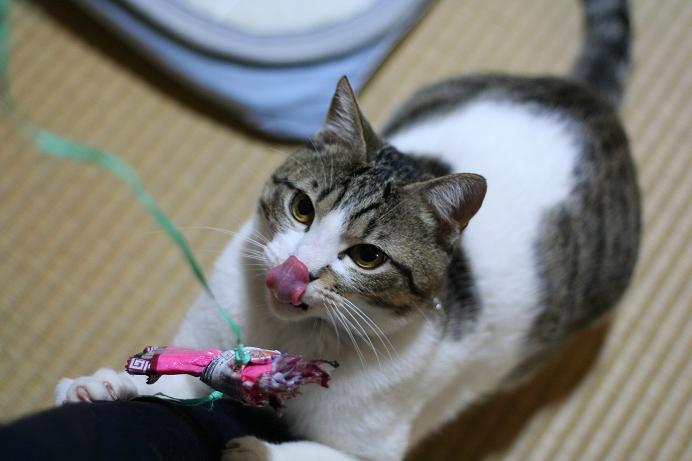 うちの猛獣たち。シマ