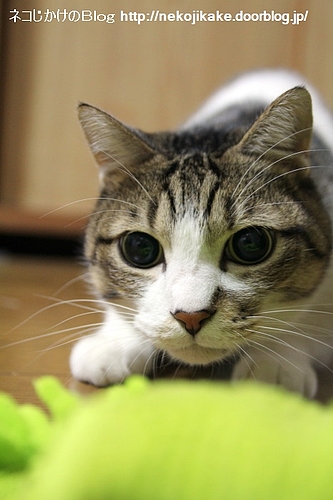 思っきしまんまる。