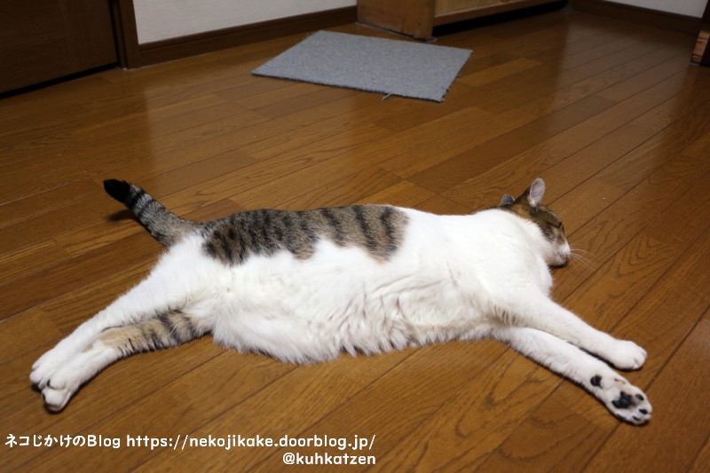 床は冷たい ネコじかけのblog 床は冷たい ネコじかけのblog