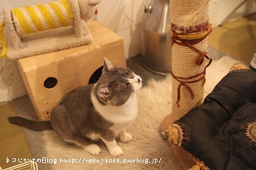 キャッテリアクラウドナインのネコ、ムール。