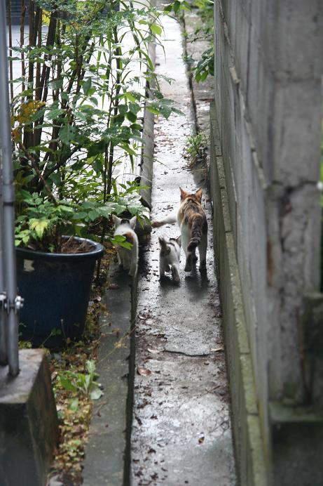 こねこ〜!その6