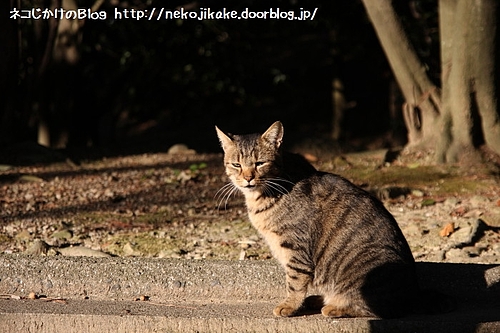夕日がまぶしいぜ。
