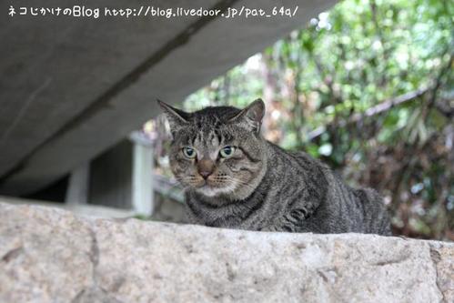 私も猫ストーカー。その1 キジトラボス