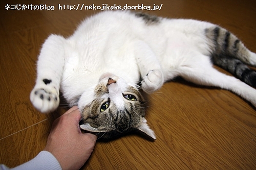にゃんにゃん。