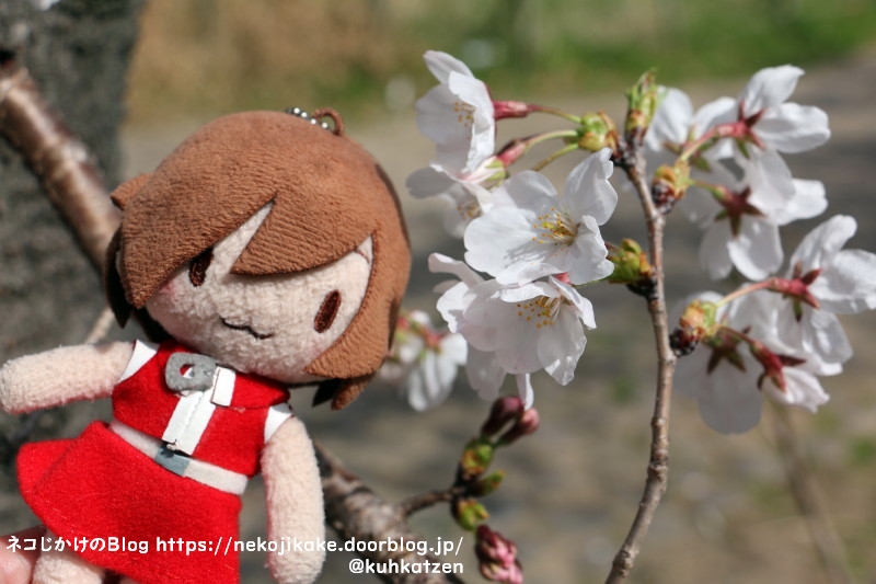 2021032704桜咲く。1