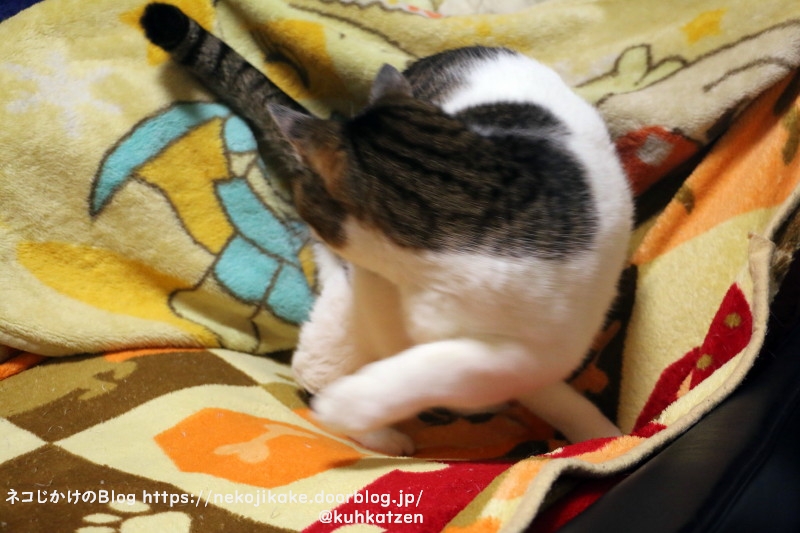 今日もしっぽを追いかける ネコじかけのｂｌｏｇ