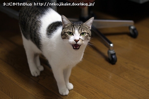 青年の主張。