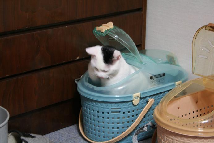 ネコたちと筋トレ。クロ