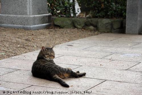 あんたが主役。その3 キジトラ