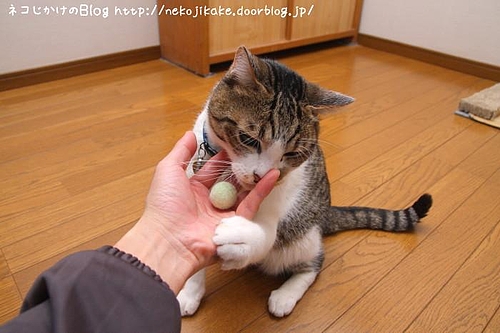 こ、こ、これはっ!
