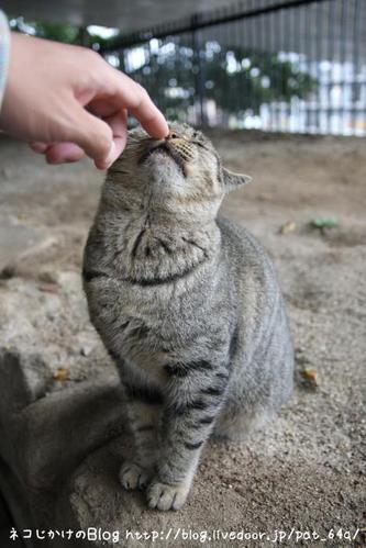 私も猫ストーカー。その2 猫先輩