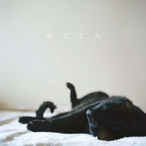 猫写真展「ねこてん」DM1