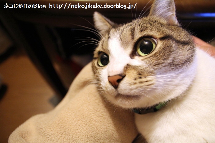 いや〜、かわいいなぁ・・・。