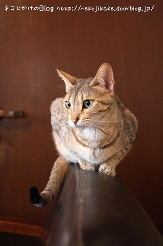 キャッテリアクラウドナインのネコ、ダフネ。