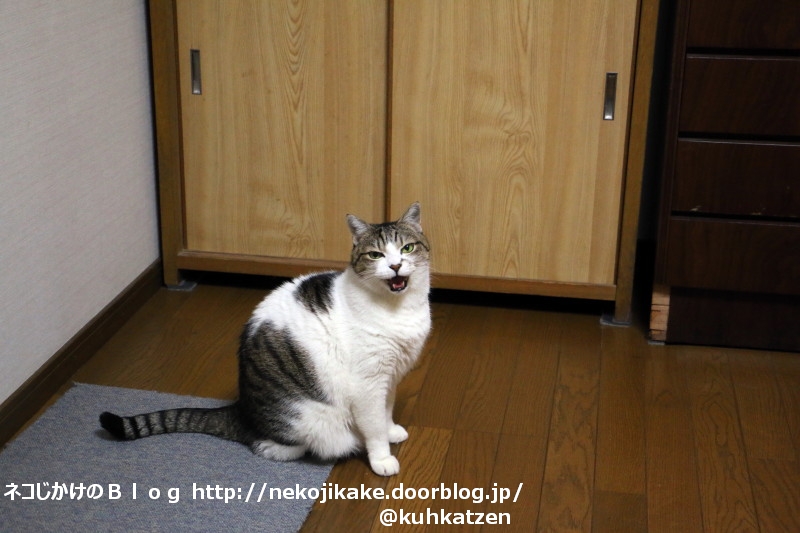 2020012001今日も猫が元気だ。