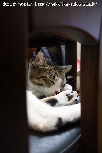 冬眠。