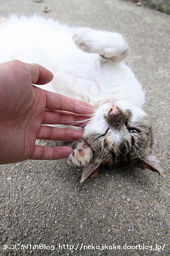 招き猫のポーズ。