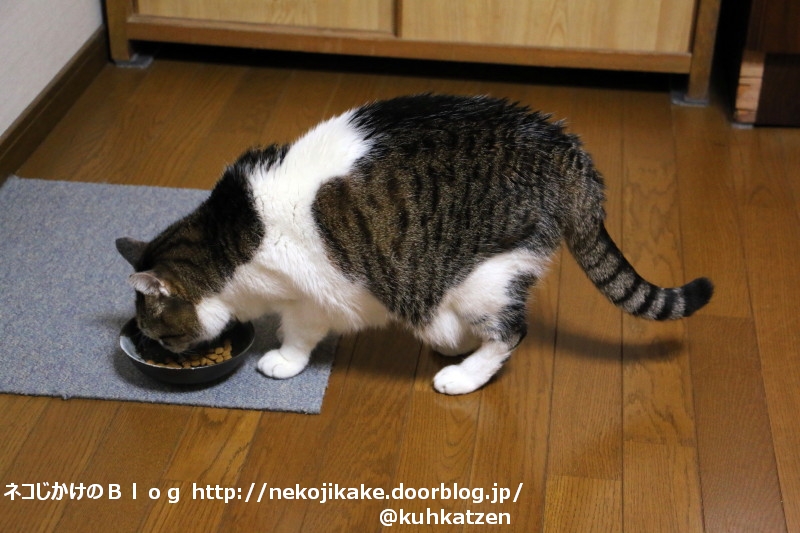 今日も元気だごはんが美味い ネコじかけのｂｌｏｇ