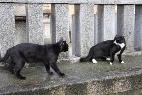 ネコ関係。その2 くーちゃん ごっち
