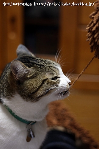 ひっぱれー。