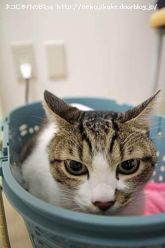 ボクはなぜこんなところにいるんだろう・・・。