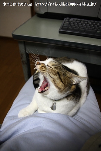 もう寝る時間。