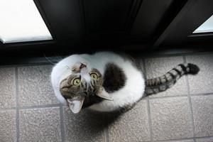 クロを偲ぶ。その1