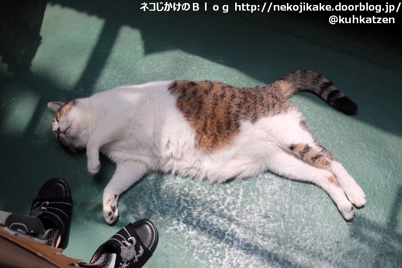 2020052301ひなたぼっこです。