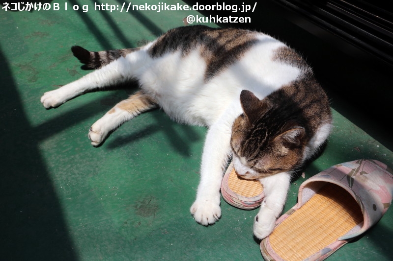 2020051103日光浴。