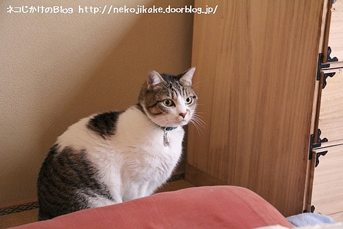 何だかいやな予感が・・・。