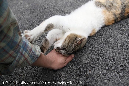 さいちゃんと遊ぶ。