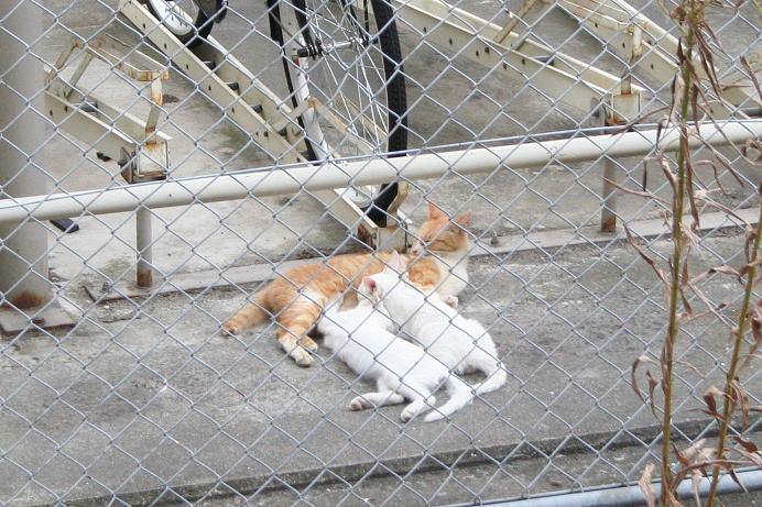 ノラネコと仲良しになりたい。親子ネコ