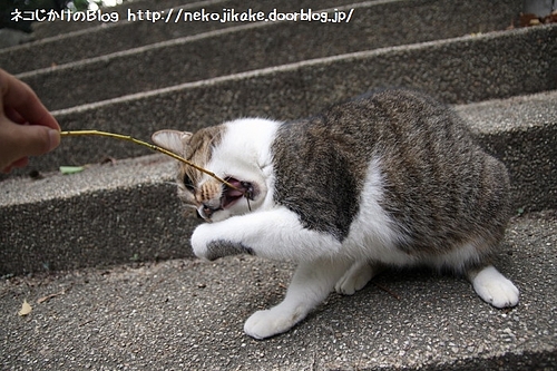 みーちゃんだって遊びます。