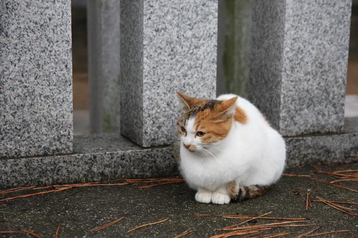 縮こまる ネコじかけのblog 縮こまる ネコじかけのblog